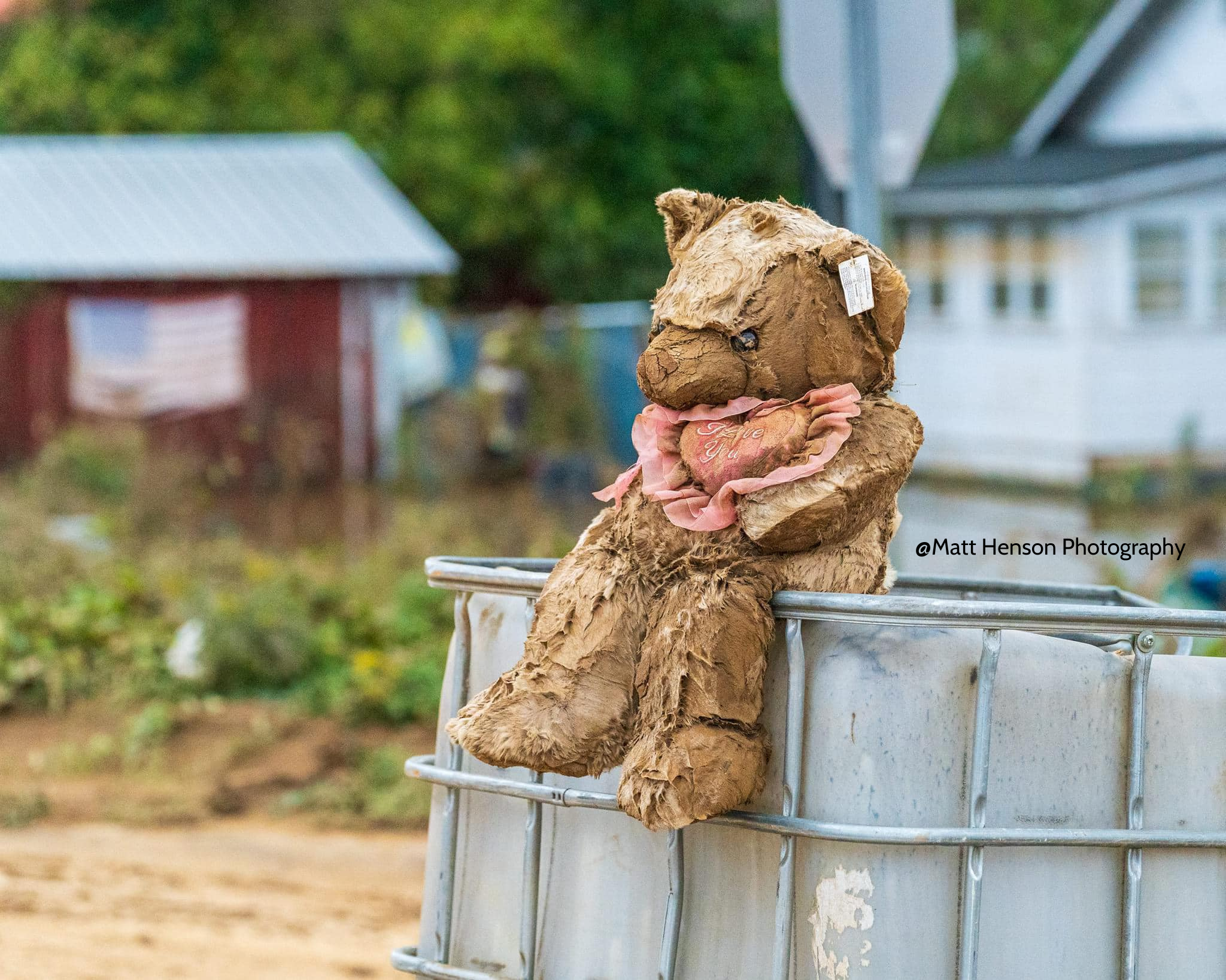 Hurricane Helene Bear by Matt Henson Photography