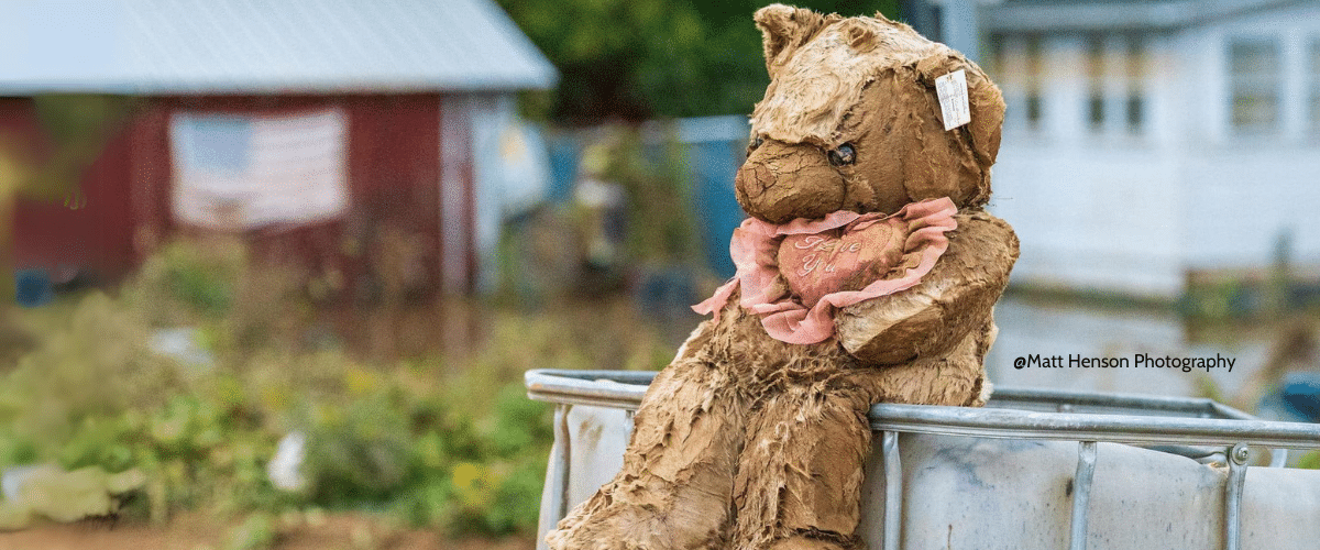 Hurricane Helene Bear by Matt Henson Photography